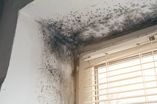 Affordable Crawl Space Mold Removal solutions in Newton Upper Falls, MA